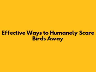 Effective Ways to Humanely Scare Birds Away