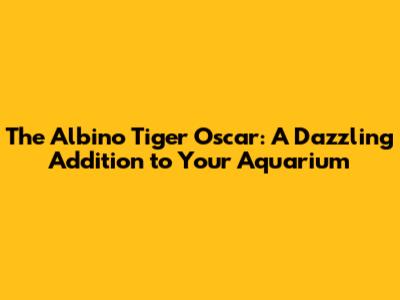 The Albino Tiger Oscar: A Dazzling Addition to Your Aquarium